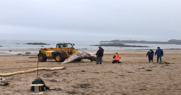 Second whale in two days washes up on to a UK beach