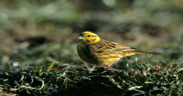 Pesticides and fertilisers driving down bird species, study finds