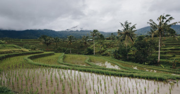 Rice futures prices crashed but El Nino could be a catalyst