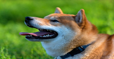  Shiba Inu displays recovery signs as 24hr burn rate soars over 810% 