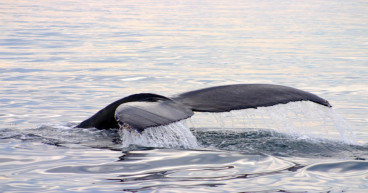 Dormant whales accumulate massive Arbitrum (ARB) tokens, raising concerns
