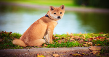 Dogecoin cools after “Scooby Doo” spike: Buy Shiba Memu (SHMU)?