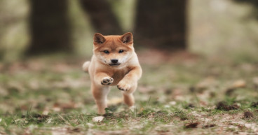 Dogecoin (DOGE) outlook: historical pattern suggests explosive price surges