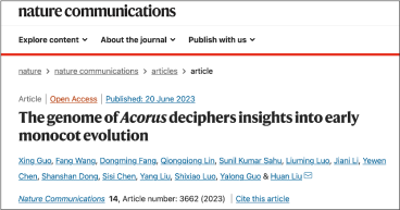 Decodificación del Genoma de Acorus Arroja Luz sobre la Evolución Temprana de las Monocotiledóneas