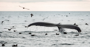 Cardano (ADA) whale accumulation hits 1-year high following heightened activity