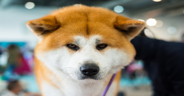 Meme coins price prediction: PEPE, Shiba Memu, Shiba Inu