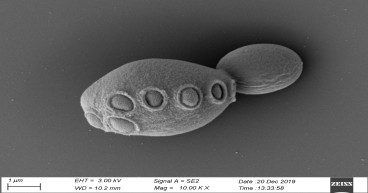  Scientists create baker’s yeast with more than 50% synthetic DNA 