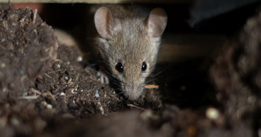 Innovative Rodent Management Solutions to Address Seasonal Wildlife Intrusion