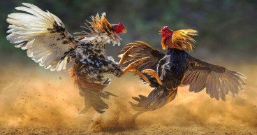 YouTube Deletes Gov. Stitt Pro-Cockfighting Video for ‘Violating Community Guidelines’