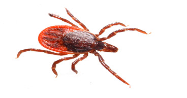 Addressing the Escalating Bedbug Problem in Maryland with Expertise in Prevention and Treatment