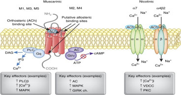 Strategic Vistas: Navigating Growth in the Muscarinic Acetylcholine Receptor Market over the Next Decade (2023-2032)