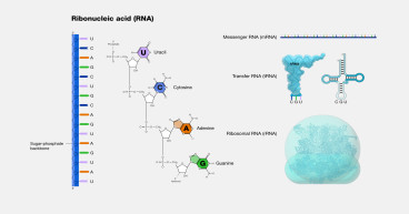 Ribonucleic Acid (RNA) Markers Market Pronounce Growth in Upcoming Years| Takara Bio Inc., Abnova Corporation, Lonza
