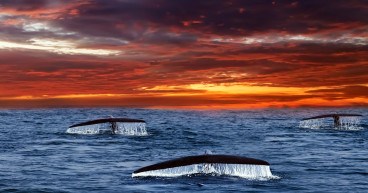 Maker (MKR) sparks interest due to strategic Whale transfers