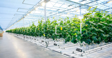 Commercial Greenhouse Market Growth and Statistics: 2023, Research Analysis, Business Expansions by 2030 | Richel Group