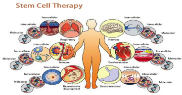 Stem Cell Therapy Market Is Booming Globally 202-2030 with Key Players - Anterogen Co. Ltd., Pharmicell Co, Magellan