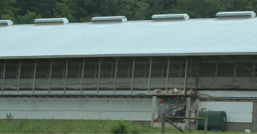 Animal Protection Organization Cracks the Truth on Alderfer Eggs