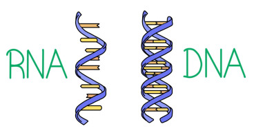  Precision Genes: Breakthroughs and Advances in the DNA and RNA Sample Preparation Market Transforming Molecular Research 