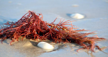 Carrageenan Gum Market Growth Strategies by 2023, Business Experts, Industry Trends and Revenue 2030 | CP Kelco U.S.