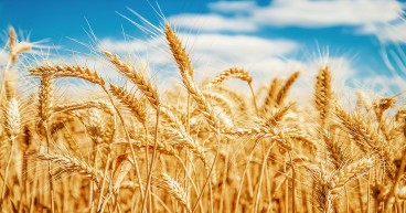 Latin America Barley Market Insights: Emerging Trends, Prominent Industry Share, and Business Expansions Until 2030