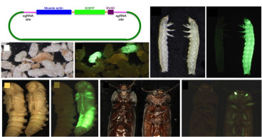 Research on the Mealworm Genome, Paving the Way for Sustainable Solutions