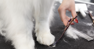  Embassy Vets Launches Comprehensive Pet Grooming Services 