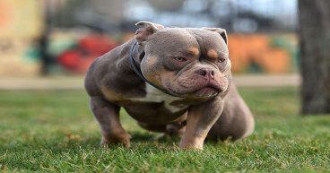  UK Announces Ban on American XL Bully Dogs Amid Safety Concerns 