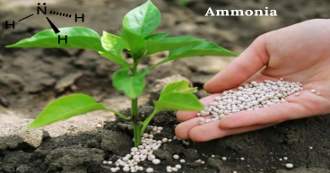 Ammonia Market 2024 Trends, Growth Demand, Business Opportunities & Forecast To 2031 | BASF SE, CF Industries Holdings