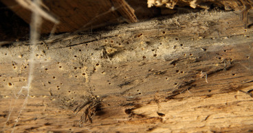  Dynamic Alliance Roofing Tackles Wildlife and Pest Control Challenges on Wisconsin’s Commercial Roofs 