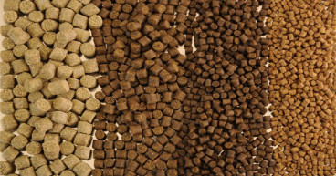 Floating Fish Feed Market Growth: Business Expansion, Development Factors, and Future Trends by 2024-2031 | Cargill