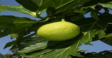 Breadfruit Market : Opportunities For Higher Growth | Chhajedgarden, Kada Online, Tropical Fruit Company