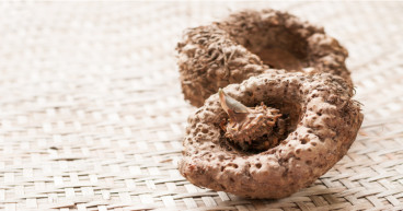 Konjac Market Size, Share, Emerging Trends, Growth and Forecast to 2030
