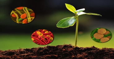 Latin America Biostimulants Market Size, Share, Growth, Trends and Industry Research Report 2024-2032