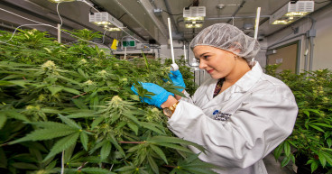 Cannabis Cultivation Market Exploding with the Newest Upcoming Trends: Aurora Cannabis, Cresco Labs, Tilray