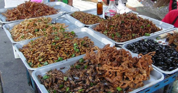 Insect Protein Market Expanding at a CAGR of 19.6% during 2024-2032- IMARC Group