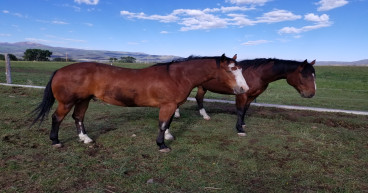 Joint Venture aims to improve the quality of horse feed, naturally