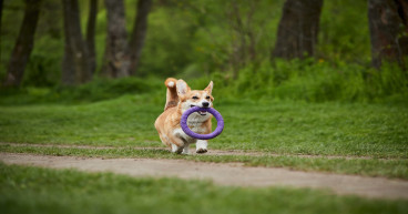 Memecoins market cap hits $26.5B on PepeCoin-led revival