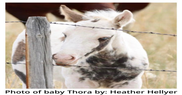 Public Outraged after Wyoming Bureau of Land Management’s Bait Trapping Operation Separates Nursing Foal From her Mother
