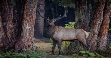 Hunting Gear Essentials for Big Game: Must-Have Equipment for Red Deer and Elk Hunting
