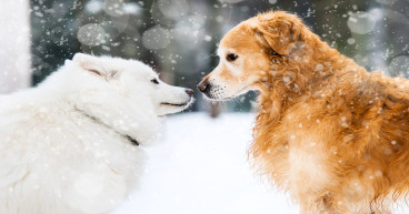 What’s happening with Floki Inu and Dogelon Mars (ELON) prices?