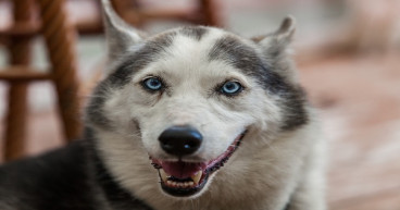 FLOKI price prediction: can Floki keep up with Bitcoin Dogs as price goes past $0.0343?