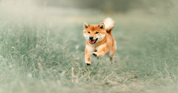 Bitcoin analyst expects more surges for memecoins: attention switches to KangaMoon