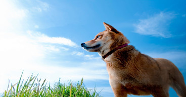 Dogecoin price forecast: Analyst predicts surge to $1 by mid-April