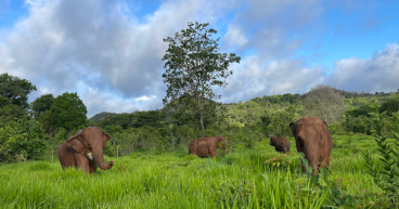 GLOBAL SANCTUARY FOR ELEPHANTS AND BROADWAY'S WATER FOR ELEPHANTS FORGE PARTNERSHIP FOR CAPTIVE ELEPHANT WELFARE