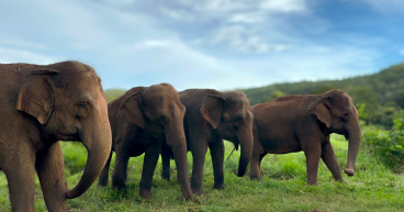 Global Sanctuary for Elephants Launches Captive Elephant Welfare Fund, Marking 10-Year Achievement