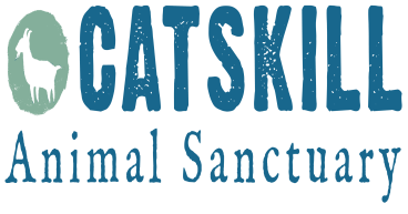 Leading Animal Sanctuary Launches 401(Hay): Retirement Plan for Animals Ensures Lifelong Care