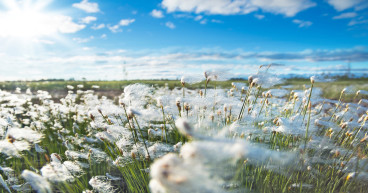 Cotton stocks set to rise: USDA data shows 5.4 million bales surge in supply in 2024-25