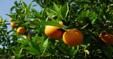 Orange juice price surge explained and what happens next