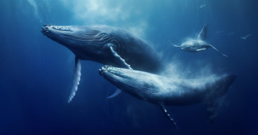 Celsius (CEL) price up 145% as sentiments improve on amplified whale actions