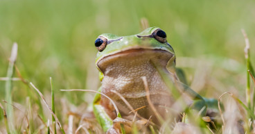 Here’s why the Pepe, Floki, and Bonk prices are soaring
