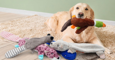 Keep Dogs Happy and Healthy the Simple Way: Nocciola Dog Toys Launches Prime Day Deals for Pet Wellness